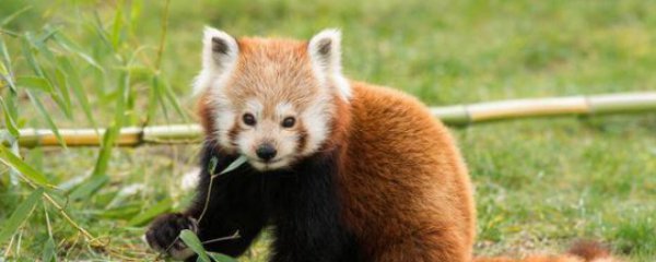 中国特有的动物是什么