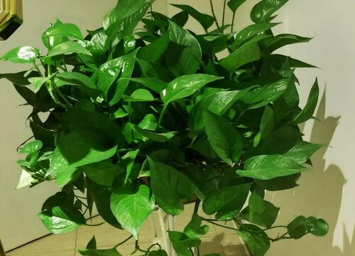 我养的绿萝怎么不长藤蔓