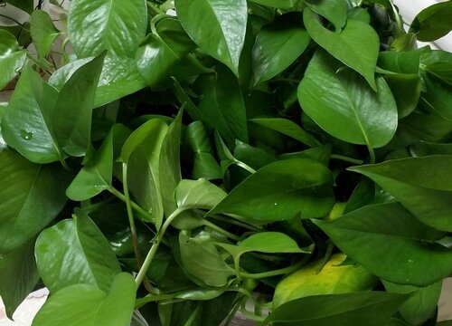 我养的绿萝怎么不长藤蔓