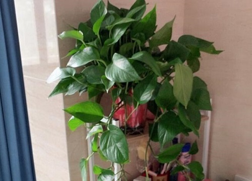 我养的绿萝怎么不长藤蔓