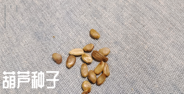 种子发芽需要的三个基本条件