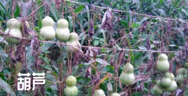 种子发芽需要的三个基本条件