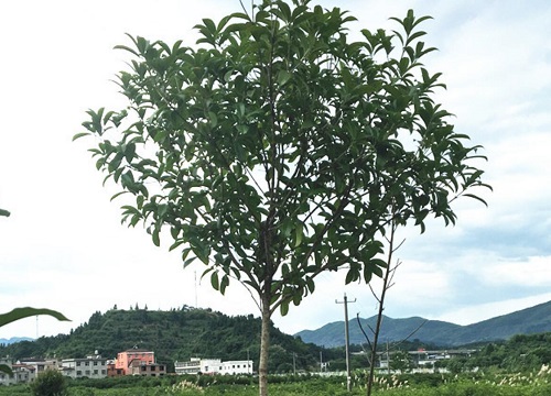 桂花怎么修剪枝叶及修剪时间