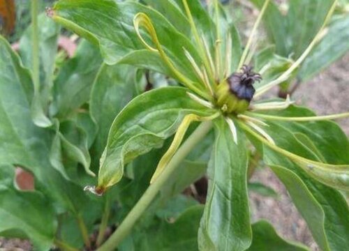 重楼亩产量多少斤