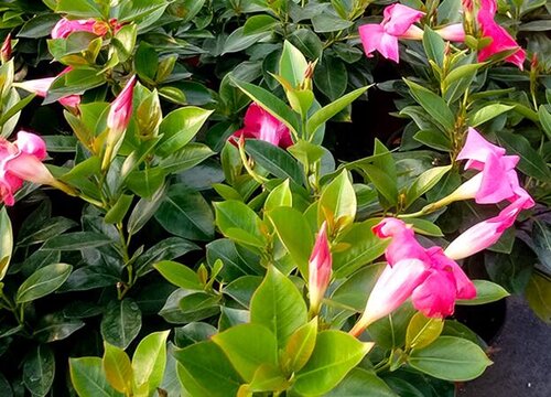 飘香藤夏季如何养殖