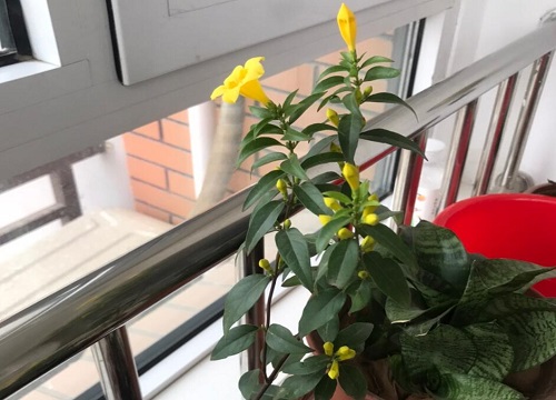 飘香藤夏季如何养殖