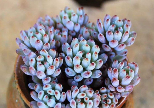 有香味的多肉植物有哪些