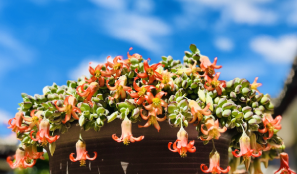 有香味的多肉植物有哪些