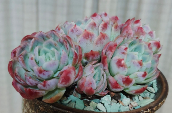 有香味的多肉植物有哪些