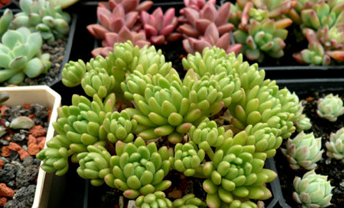 有香味的多肉植物有哪些