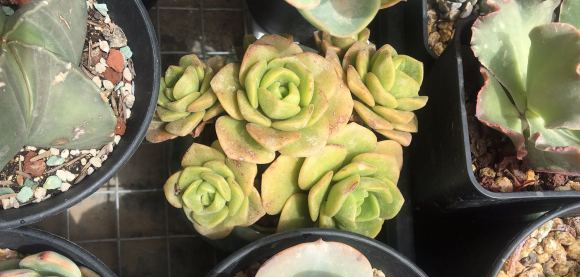 有香味的多肉植物有哪些