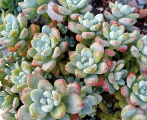 有香味的多肉植物有哪些