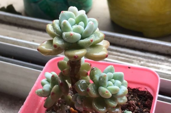 有香味的多肉植物有哪些