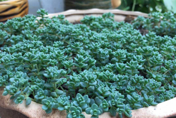 有香味的多肉植物有哪些