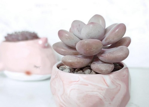 多肉桃蛋的养殖方法和注意事项有哪些