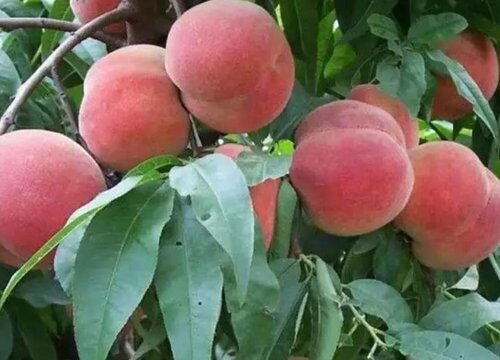 冬桃树苗什么时候栽最好