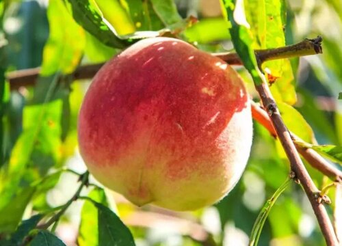 冬桃树苗什么时候栽最好