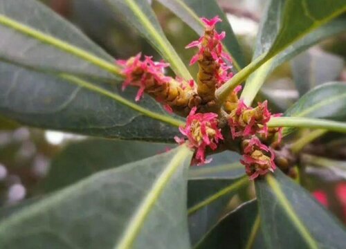 杨梅什么时候开花