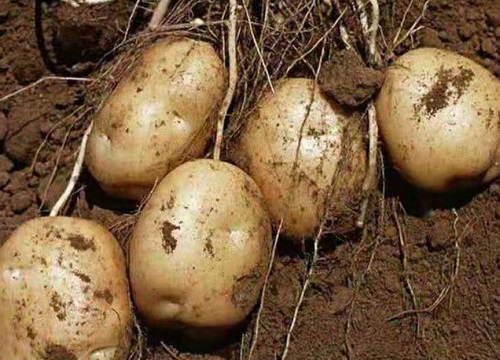 根类蔬菜有哪些种类