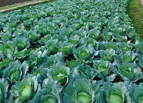 包心菜几月份种植最好