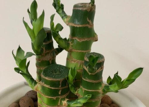 富贵竹徒长了怎么办