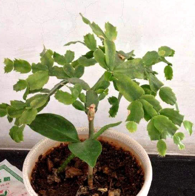 蟹爪兰什么时候嫁接成活率高