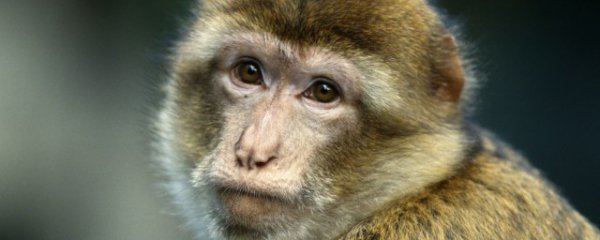 属猴几月出生最好命