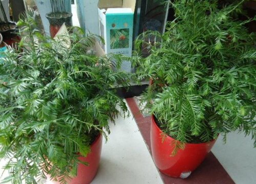 红豆杉的生长周期是多长时间