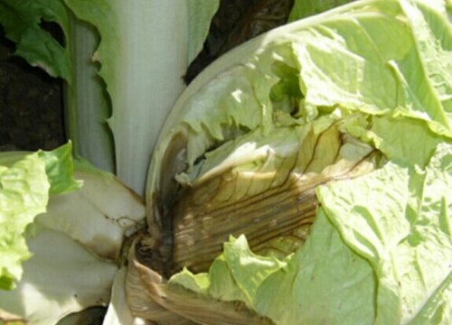 怎样防止白菜后期烂根烂心
