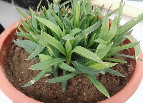 康乃馨适合大盆还是小盆