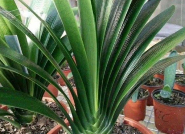 君子兰的养殖用什么土