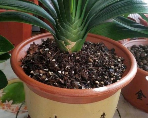 君子兰的养殖用什么土