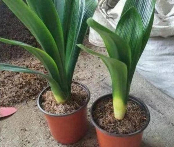 君子兰的养殖用什么土