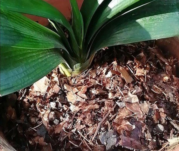 君子兰的养殖用什么土