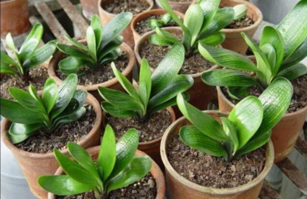 君子兰的养殖用什么土