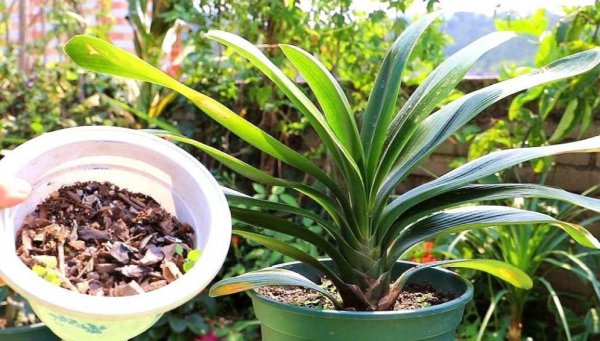 君子兰的养殖用什么土