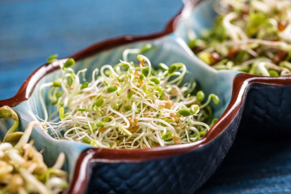 怎样发绿豆芽最快又好窍门