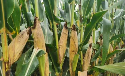 玉米杆生了蚜虫怎么处理