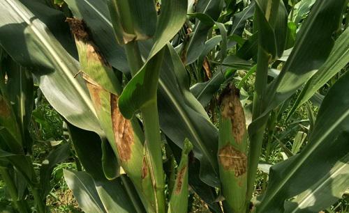 玉米杆生了蚜虫怎么处理