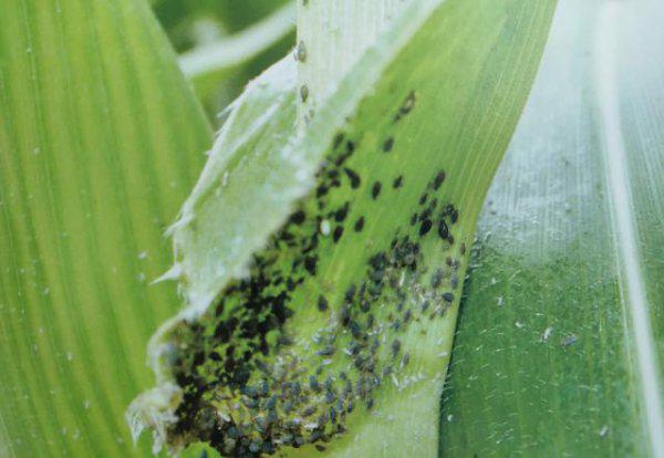 玉米杆生了蚜虫怎么处理