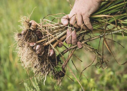 东北大蒜什么时候收获