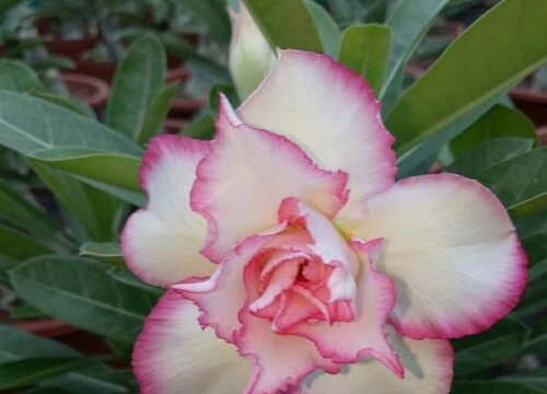 夏季如何养沙漠玫瑰下次开花才会更快更多