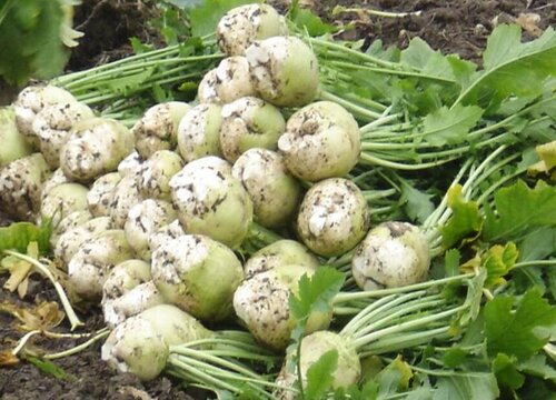 大头菜长什么样子图片