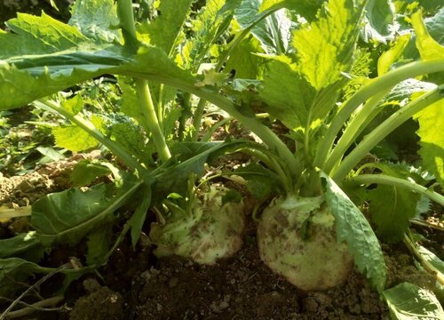 大头菜长什么样子图片