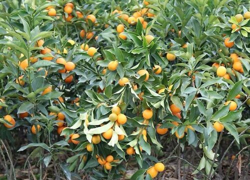 湖南适合种植什么水果