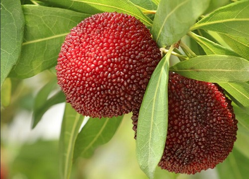 湖南适合种植什么水果