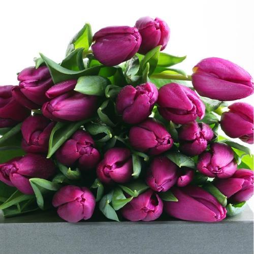 情人节送郁金香好吗