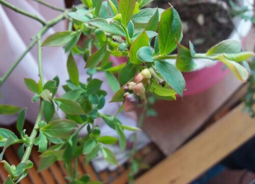 蓝莓树什么时候开花