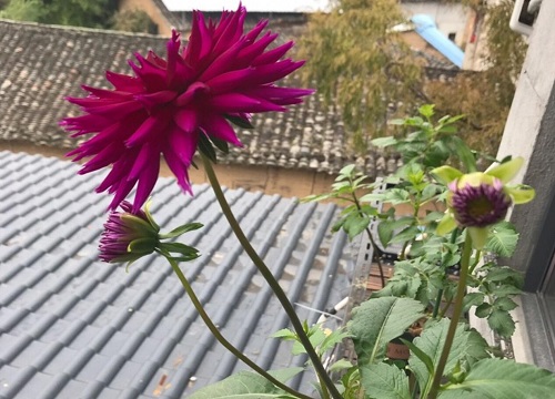 菊花怎么修剪方法