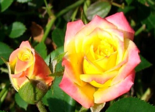 藤彩虹是藤本还是灌木